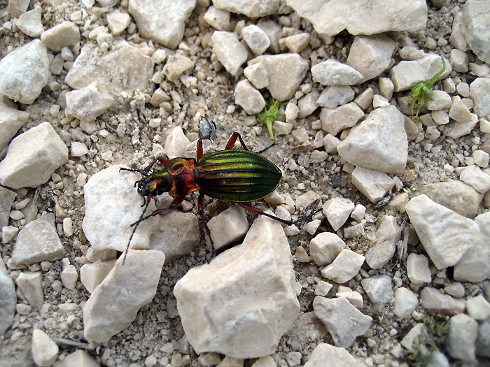 Insecte